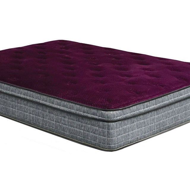 Purple/Grey